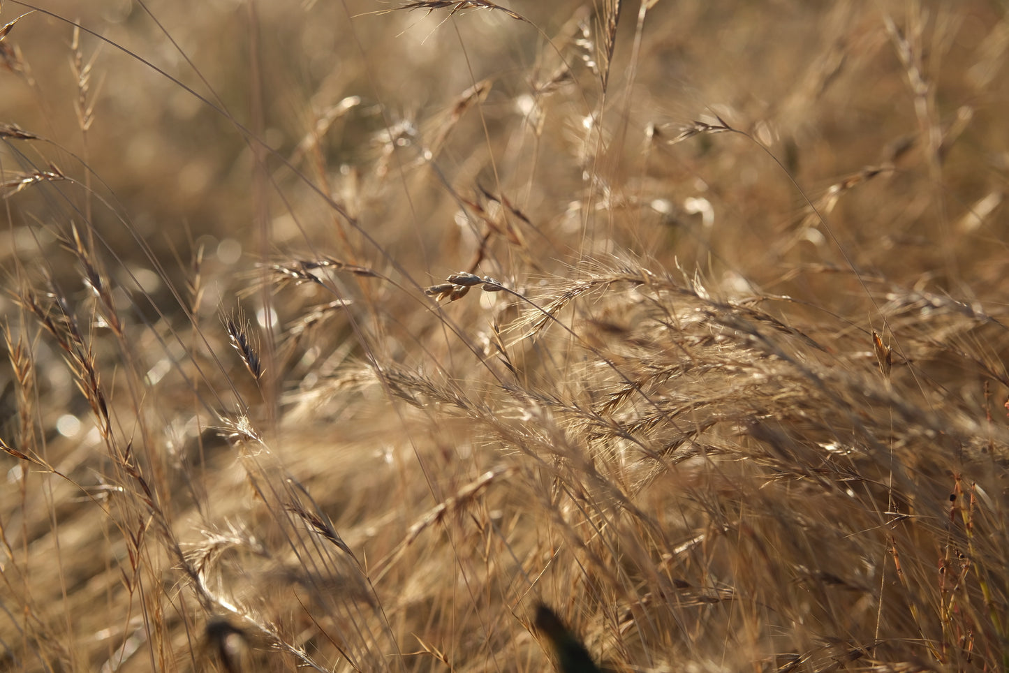 Lughnasadh: A Ritual Class of Abundance