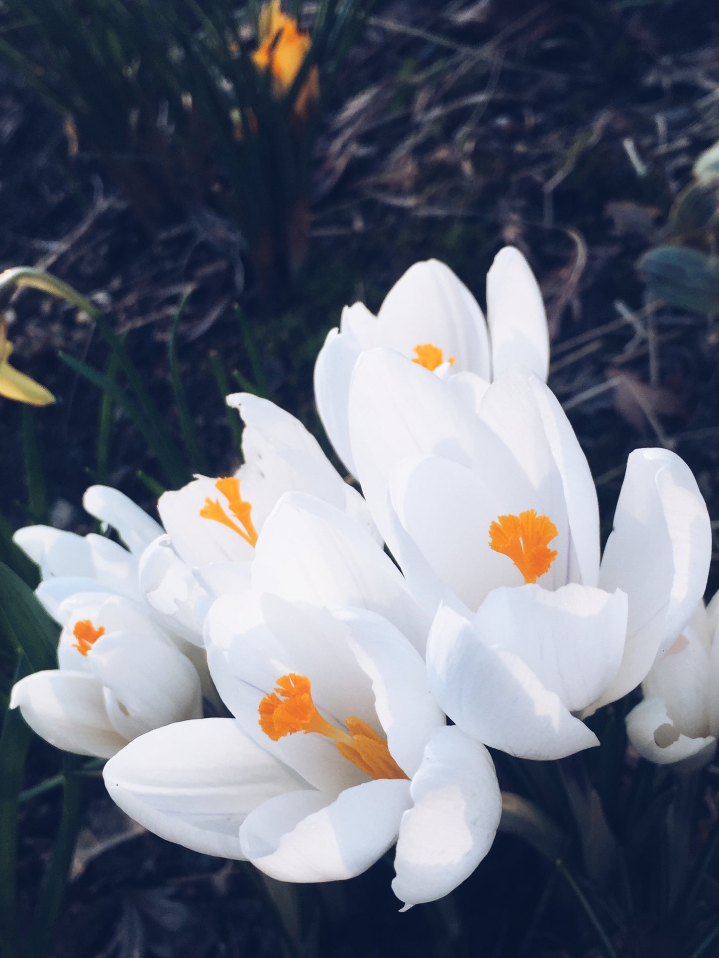 Awakening to Life: An Imbolc Painting Ritual