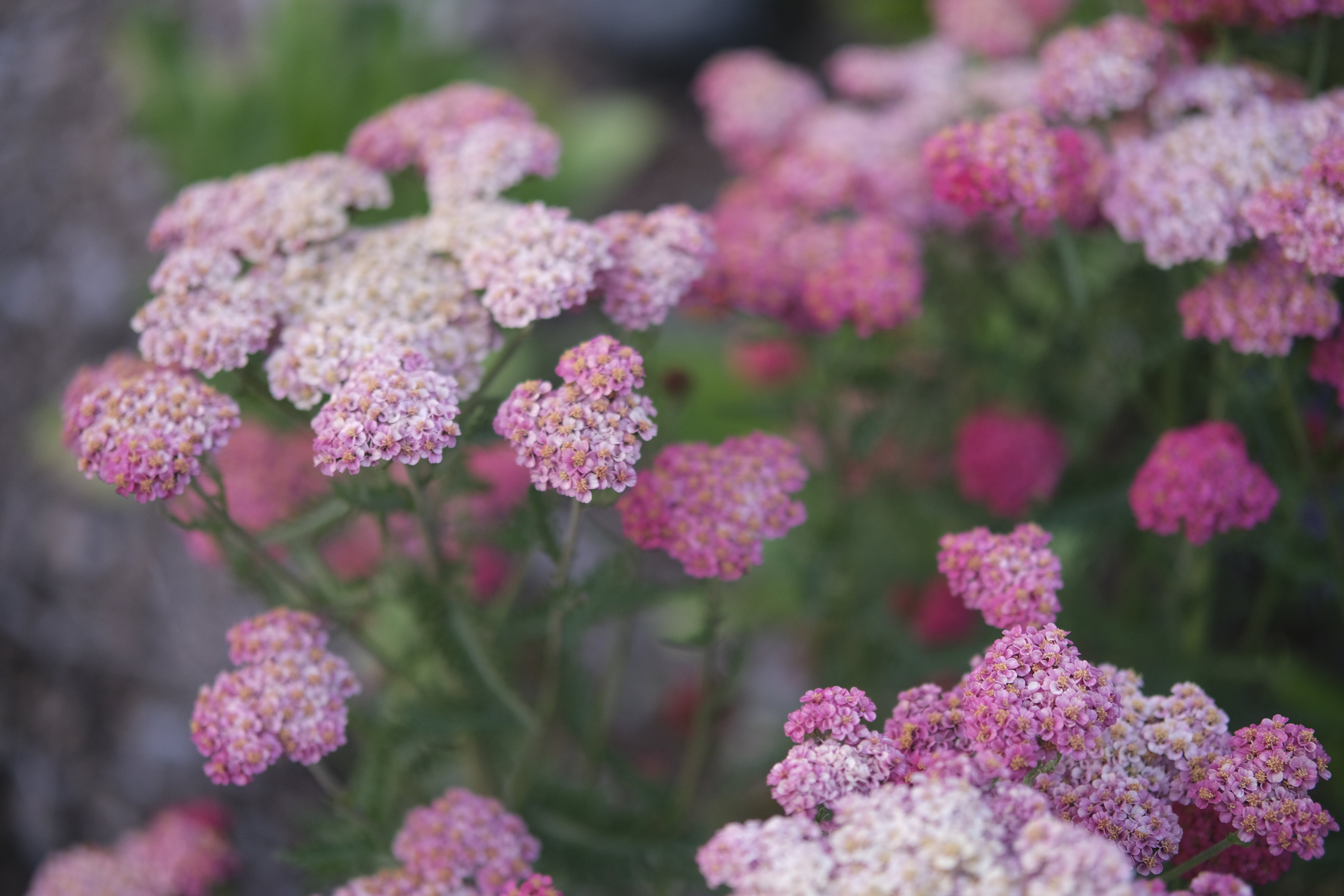 sessions – The Honeybee Temple