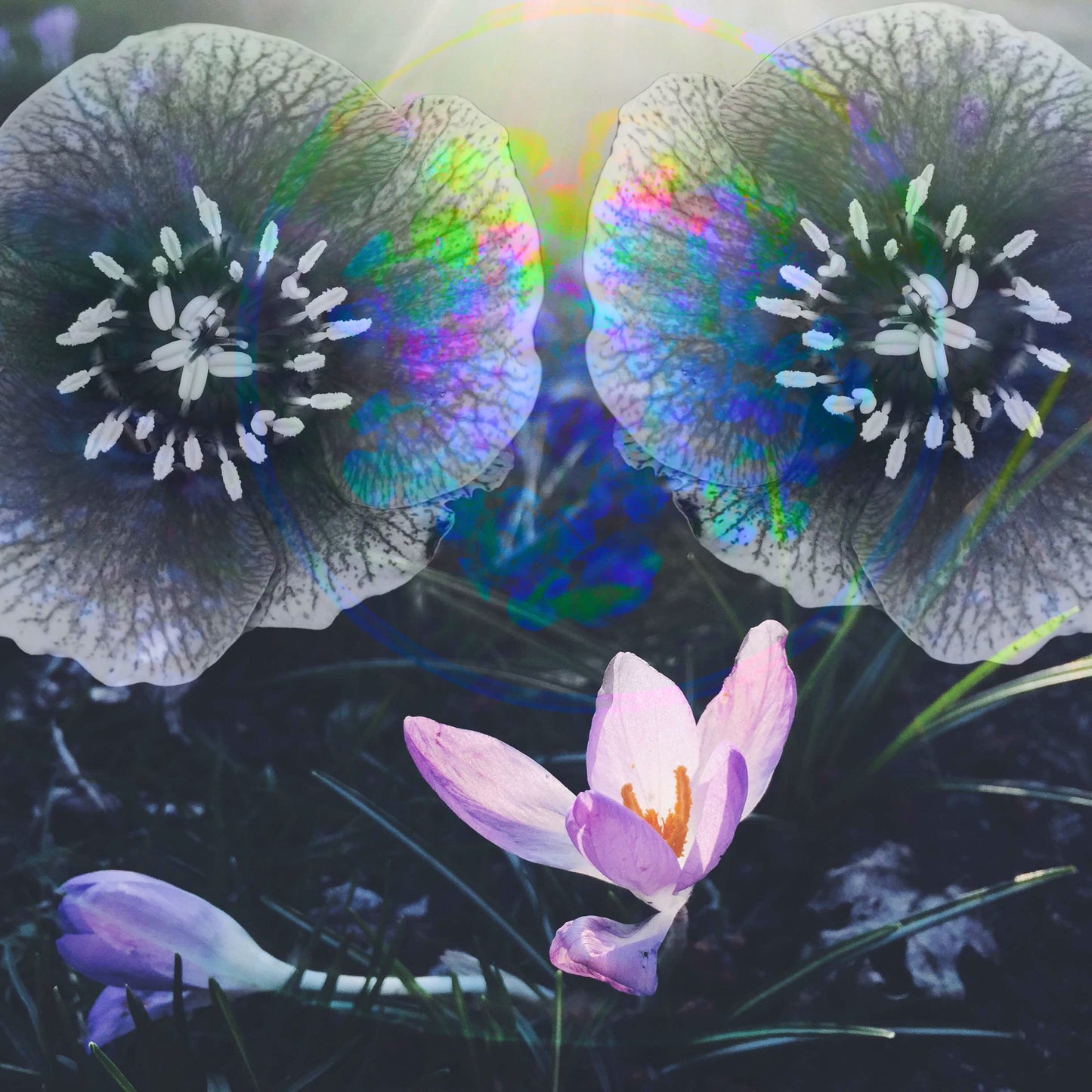 Somatic Presence Sessions