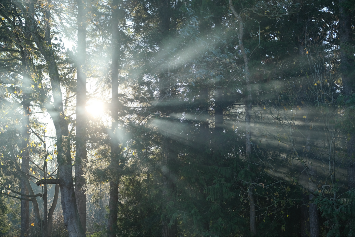 Return of the Light: A Solstice Painting Ritual